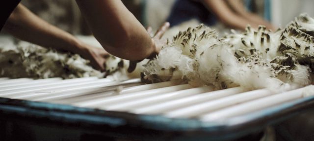 Lîna Merino pentru echipamente outdoor Chiar e bună lâna Merino pentru echipamente outdoor?