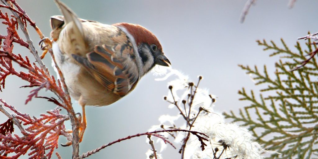 Birdwatching sau observarea păsărilor: Vrabie de câmp