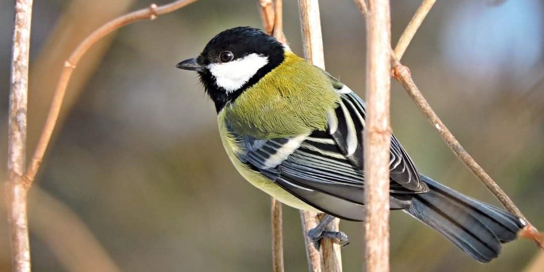 1 2 3 și planifică prima ta tură de birdwatching
